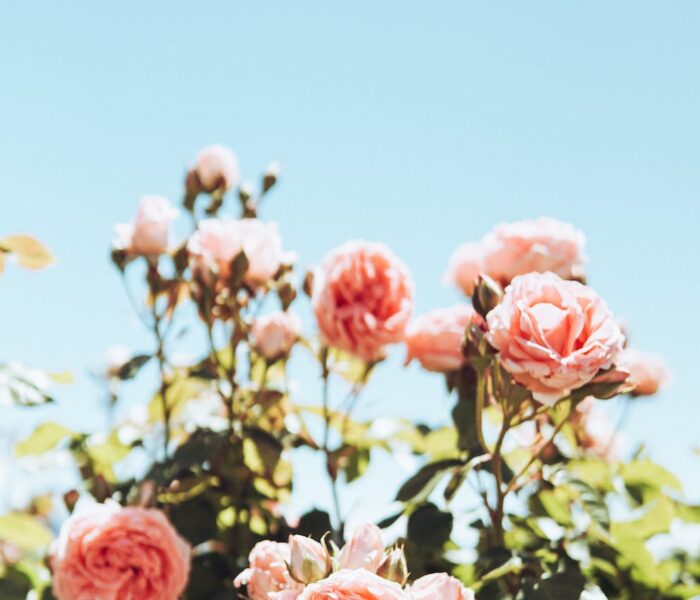 Plan The Perfect Mother’s Day Out – Tips and Ideas For A Memorable Day